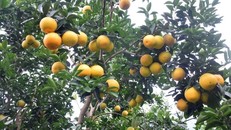 Đâu rồi cam Vinh?