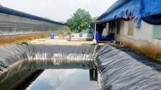 Trại heo xả thải ra môi trường bị người dân phát hiện.