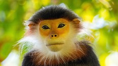 Trao giải và triển lãm cuộc thi ảnh Chim và Thú hoang dã Việt Nam 2024