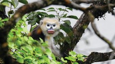 “Voọc mũi hếch” đoạt giải nhất cuộc thi Chim và Thú hoang dã Việt Nam 2024