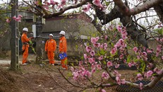 EVN đảm bảo cung cấp điện ổn định dịp Tết Nguyên đán Ất Tỵ