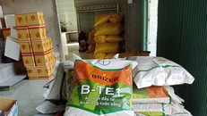 Người dân bị lừa mua lúa giống giả tại Kiên Giang. 