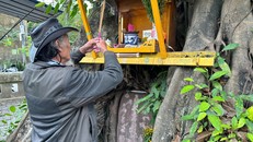 Ông Sáu Lợi ngày ngày dọn dẹp, thắp nhang trước bia cổ dưới gốc cổ thụ. 