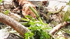 Cây vẫn còn tươi tốt nhưng bị đốn hạ do chỉnh trang vỉa hè.