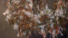 Tác phẩm Ngựa hoang, chất liệu sơn dầu của Hứa Thanh Bình