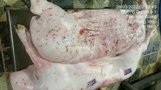 Bức ảnh chụp heo bệnh có thông tin địa điểm tại tỉnh Hậu Giang.