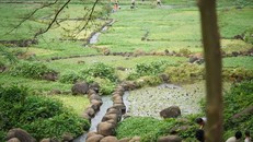 Giếng cổ Gio An là những công trình hệ thống dẫn thủy cung cấp nước cho sinh hoạt và sản xuất; là di tích có giá trị khảo cổ, văn hoá nghệ thuật độc đáo do người Chăm sáng tạo và được người Việt tiếp thu giữ gìn cho đến ngày nay.