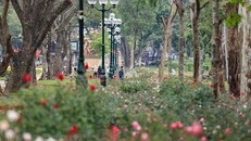 Công viên Thống Nhất sau khi tháo bỏ hàng rào. Ảnh: Hoài Nam/ TTXVN.