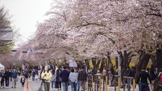 Lễ hội hoa Anh đào lớn nhất Thủ đô Seoul luôn là điểm đến hấp dẫn của người dân Xứ sở Kim Chi.