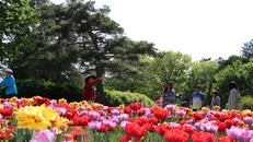 Người dân Canada đến ngắm hoa tulip tại lễ hội. 