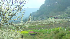 Tinh khôi mùa hoa mận trắng trên vùng cao Bắc Hà.