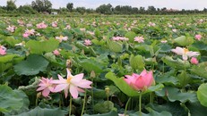 Cánh đồng sen tại xã Láng Biển, huyện Tháp Mười. Ảnh: Nhựt An/TTXVN.