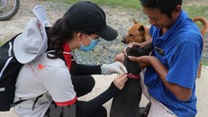 Tiêm vaccine phòng bệnh dại cho chó, mèo. Ảnh: Đức Hạnh/TTXVN.