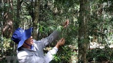 Ông Lương Quốc Minh, Phó Giám đốc Vườn Quốc gia Bidoup-Núi Bà giới thiệu một cây thông 2 lá non chỉ sống được ở Cổng Trời. Ảnh: Chu Quốc Hùng/TTXVN.