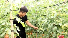 Mô hình trồng cà chua trong nhà màng của hộ dân xã Tân Lập, huyện Mộc Châu.