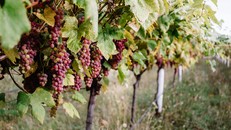 Ảnh minh hoạ một trang trại trồng nho.