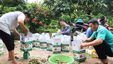 Góp phần cùng nông dân Sơn La tiêu thụ nông sản