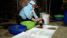 Đánh thức tiềm năng vùng nuôi rươi Ninh Bình