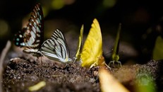 Nhiều sinh vật quý được bảo tồn trong Khu Bảo tồn thiên nhiên - văn hóa Đồng Nai. Ảnh: Hồng Đạt/TTXVN.