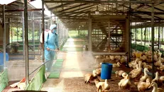 Các biện pháp phòng lây nhiễm chủng cúm A/H9 từ gia cầm sang người