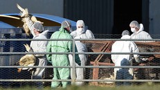 Tiêu hủy gia cầm nhiễm cúm tại Lohitzun-Oyhercq, Tây Nam nước Pháp. Ảnh: Le Monde.