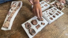 Các nhà cổ sinh vật học Argentina cho biết đã phát hiện hóa thạch của loài khủng long ăn cỏ cỡ trung mới. Ảnh: Reuters.