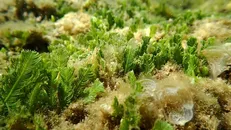 Hệ sinh thái rong và cỏ biển thuộc Khu bảo tồn biển Vườn quốc gia Núi Chúa (huyện Ninh Hải, Ninh Thuận). Ảnh: TTXVN.