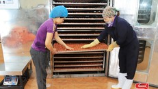 Chế biến quả sấy khô tại HTX Nông nghiệp Quyết Thanh, huyện Mộc Châu.