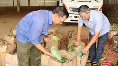 HTX Dịch vụ nông nghiệp Toàn Thắng, xã Nà Nghịu, liên kết thu mua xoài tượng da xanh.