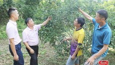 Mô hình cây ăn quả có múi của nông dân xã Nậm Lạnh, huyện Sốp Cộp.