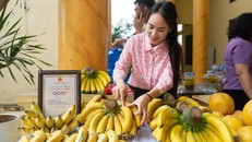 Chuối của HTX Vân Nam đem lại hiệu quả kinh tế cao.