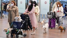 Thú cưng - mảng kinh doanh sinh lợi cao ở Hàn Quốc