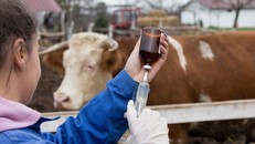 Mỹ ghi nhận thêm ca nhiễm cúm gia cầm ở người