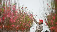 Dịp nghỉ dịp Tết Âm lịch năm 2025 sẽ kéo dài 9 ngày bao gồm 5 ngày nghỉ Tết Âm lịch và 4 ngày nghỉ hằng tuần. Ảnh: TTXVN.