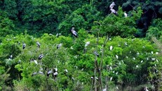 Vườn Quốc gia Xuân Liên được biết đến như một "kho báu" đa dạng sinh học của Việt Nam.