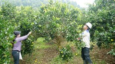 Phù Yên đẩy mạnh phát triển nông nghiệp hữu cơ