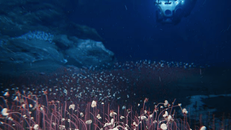 Tàu lặn có người lái Fendouzhe khám phá hệ sinh thái dưới đáy Thái Bình Dương. (Nguồn: IDSSE)