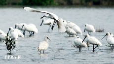 Cò thìa được xếp hạng Nguy cấp trong Sách Đỏ quốc tế, mỗi năm chỉ xuất hiện 40 cá thể trong Vườn Quốc gia Xuân Thủy. Ảnh: Lâm Khánh/TTVN.