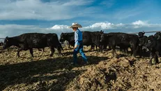 Nông dân Mỹ phẫn nộ trước kế hoạch giảm giá thịt bò của ông Trump