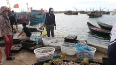 Ngư dân sẽ nhận được tiền bồi thường đợt 1 trước Tết 