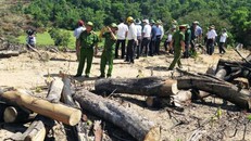 Bắt Giám đốc, chủ mưu vụ phá gần 61 ha rừng
