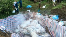 Công tác tiêu hủy lợn chết tại Yên Định, Thanh Hóa.