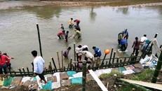 Huy động 150 người dân đóng cọc, chở đất đá chống sạt lở suối Nậm Cam