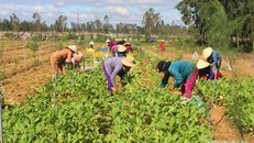 Thương lái từ nhiều nơi giành nhau thu mua ra củ cải trắng ở xã Quỳnh Liên (thị xã Hoàng Mai). Ảnh: Việt Hùng