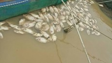 Hàng trăm tấn cá lồng của người dân chết sau bão.
