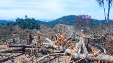 Hơn 60ha rừng bị tàn phá ở huyện An Lão, tỉnh Bình Đinh 