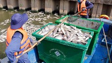 Lực lượng chức năng tổ chức vớt cá chết trên kênh Nhiêu Lộc - Thị Nghè vào tháng 5-2016.