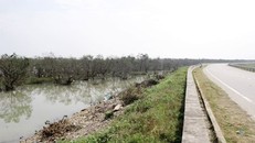 Rừng bần Hưng Hòa, Nghệ An là khu rừng ngập mặn có ý nghĩa bảo vệ hệ thống đê điều, chống xói lở…