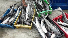 Hiện tượng cá lồng nuôi chết bất thường ở đầm Lập An khiến nhiều hộ nuôi lo lắng.