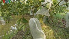 Mãng cầu đến kỳ thu hoạch